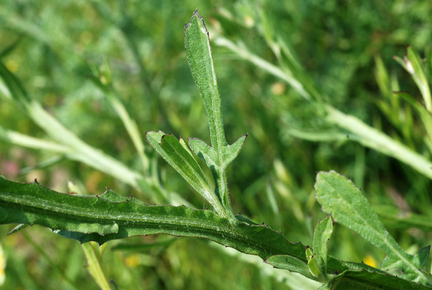 Centaurea napifolia / Fiordaliso romano